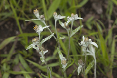 Leontopodium leontopodioides