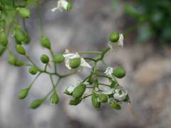 Kernera saxatilis