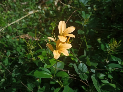 Barleria maritima image