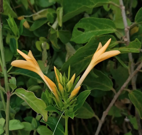 Barleria maritima image