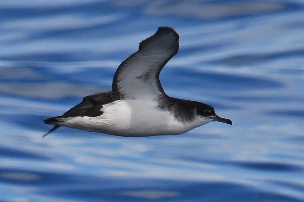 Manx Shearwater