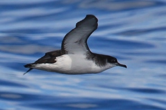 Manx Shearwater
