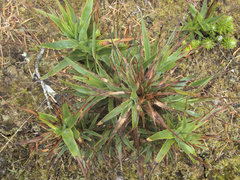 Dracophyllum arboreum