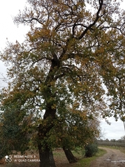Quercus pubescens pubescens