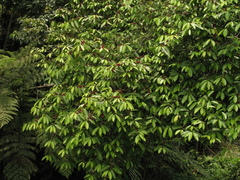 Lacistema aggregatum