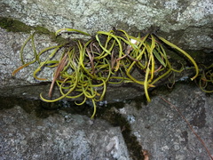 Lepisorus ussuriensis