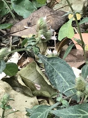 Lepidagathis incurva