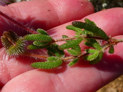 Drosanthemum striatum