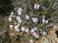 Drosanthemum striatum