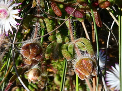 Drosanthemum striatum