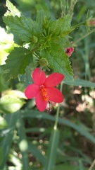 Hibiscus praeteritus
