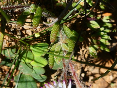 Drosanthemum striatum