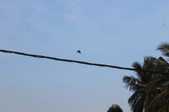 Corvus macrorhynchos culminatus