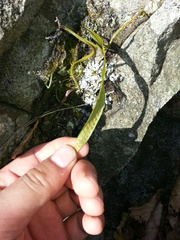 Lepisorus ussuriensis