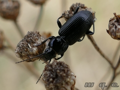 Carabidae