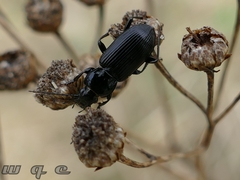 Carabidae