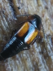 Tachinus subterraneus