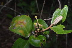 Miconia fallax