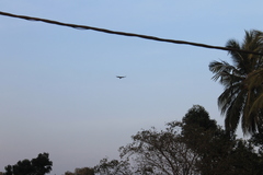 Corvus macrorhynchos culminatus