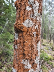 Trentepohlia umbrina