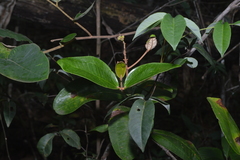 Miconia fallax