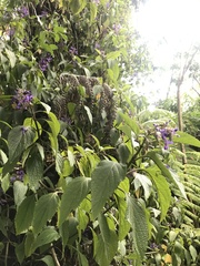 Plectranthus ecklonii