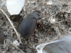 Maladera holosericea