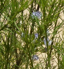 Psoralea elegans