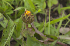 Hypochaeris ciliata
