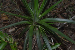 Dyckia