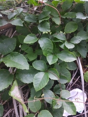 Causonis japonica