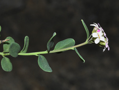 Aethionema saxatile ovalifolium