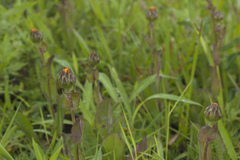 Hypochaeris ciliata