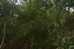 Syagrus