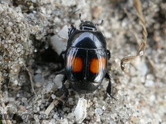 Margarinotus bipustulatus