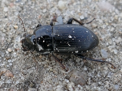 Carabidae