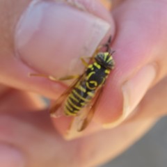 Spilomyia interrupta