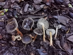 Mycena olivaceomarginata