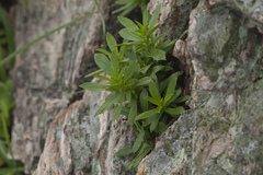 Silene foliosa