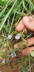 Cyanotis speciosa