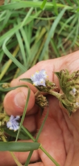 Cyanotis speciosa