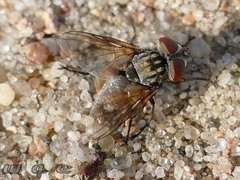 Phasia subcoleoptrata