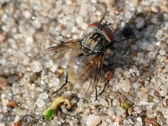 Phasia subcoleoptrata