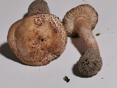 Lepiota brunneolilacea