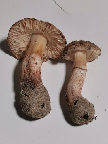 Representative image of Lepiota brunneolilacea