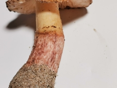 Lepiota brunneolilacea