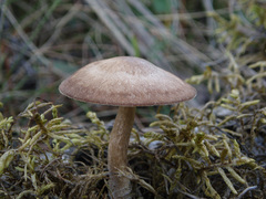 Lentinus substrictus