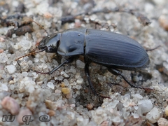 Carabidae