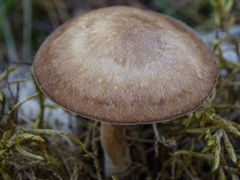 Lentinus substrictus