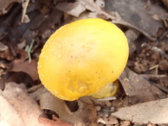 Amanita flavella